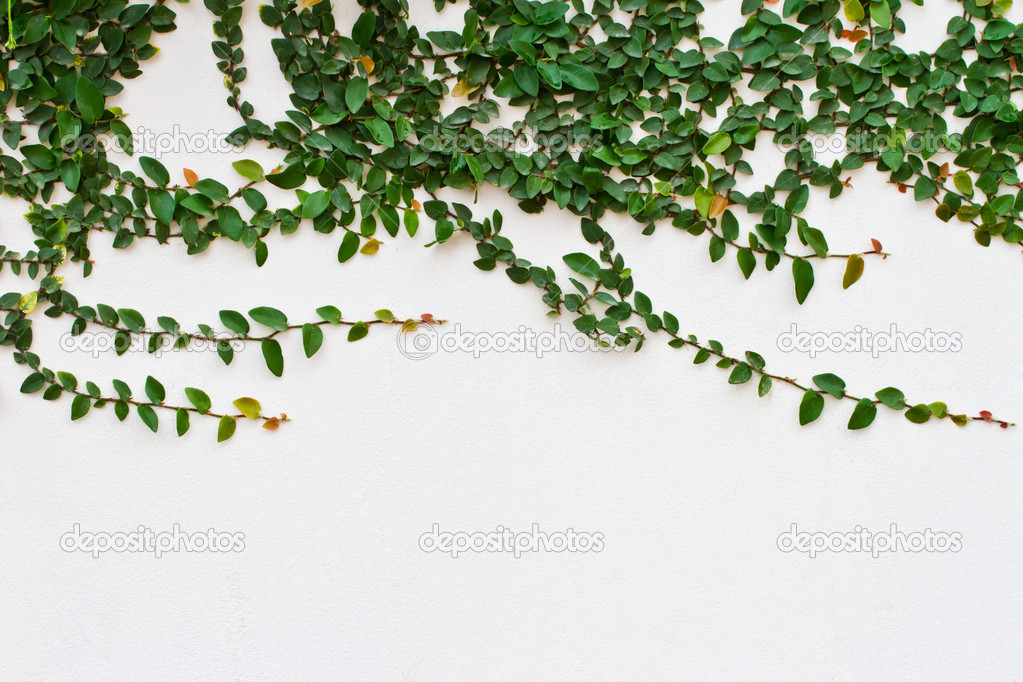 Creeper Plant growing on white wall