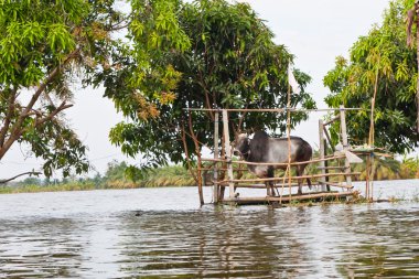 yüksek su dolu cowshed ve öküz