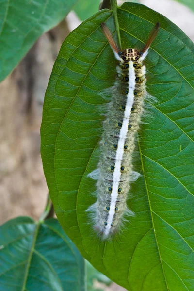 Caterpillar is eating — Stock Photo, Image