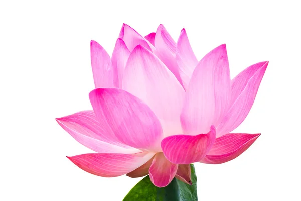 Roze lotus geïsoleerd op witte achtergrond — Stockfoto