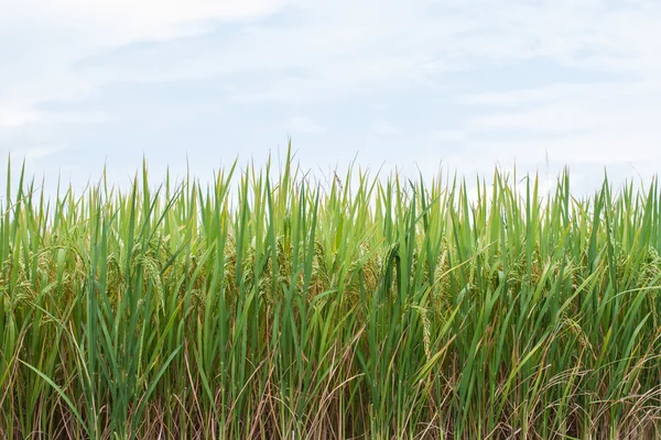 Rijst in paddy en wit bewolkte hemel — Stockfoto