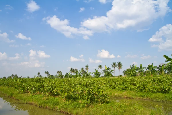 Fazenda de berinjela e céu bonito — Fotografia de Stock