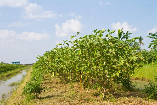 Eggplant and watering system canal in the farm — Stock Photo, Image