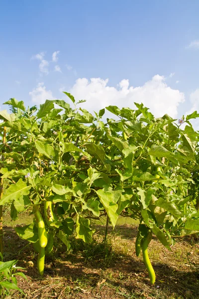 Eggplant tree in the farm — Stock Photo, Image