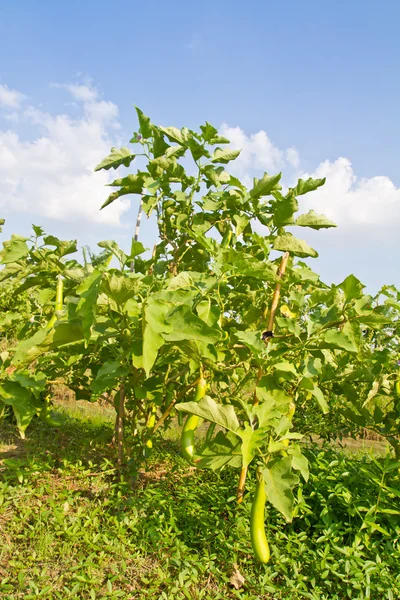Eggplant tree in the farm — Stock Photo, Image