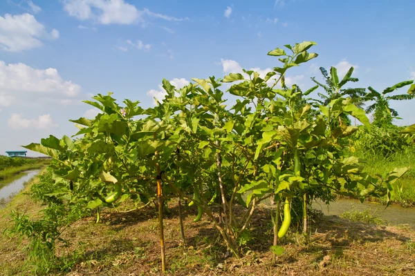 Eggplant in the farm — Stock Photo, Image