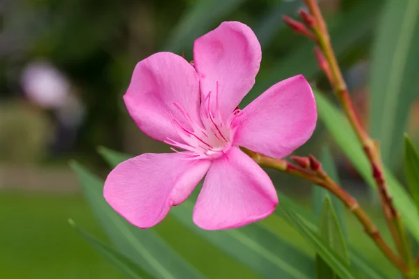 Rosa Nerium Fiori di oleandro — Foto Stock