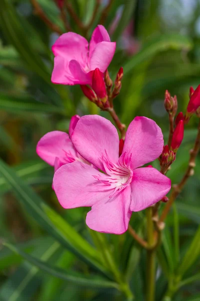 Nerium oleander kwiaty róże — Zdjęcie stockowe