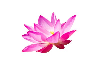 Beyaz arkaplanda izole edilmiş pembe nilüfer çiçeği