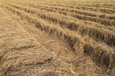 pirinç hasat sonra alanları saman