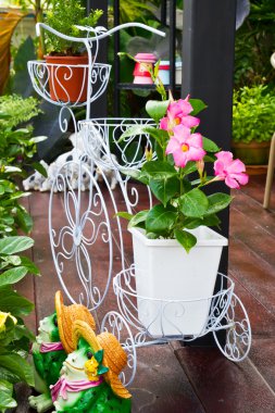 bahçede çiçek açan çiçekler taze pembe allamanda