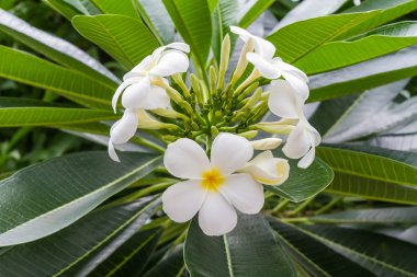 Plumeria çiçekler