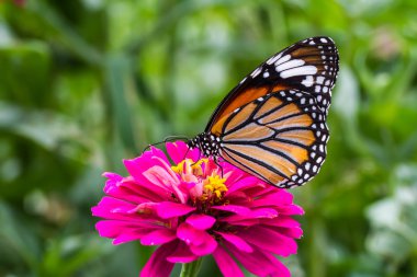 Monarch butterfly on zinnia flower clipart