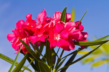 Nerium oleander çiçek mavi gökyüzü