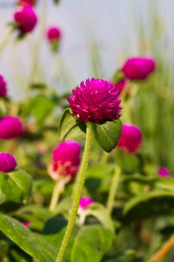 Küre amaranth veya gomphrena globosa çiçek