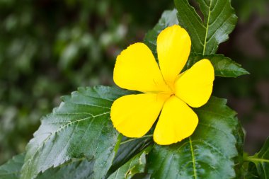 adaçayı gül çiçek