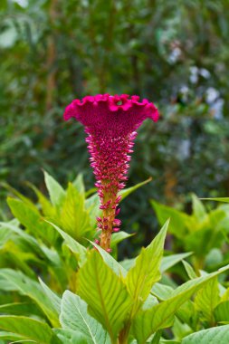 cockscomb çiçek benekli
