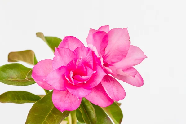 Rosa Wüste Rose Blume auf weißem Hintergrund — Stockfoto