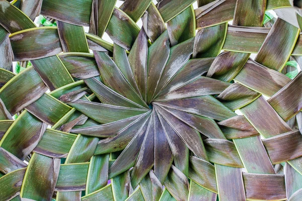 Висушене кокосове листя ткане тло — стокове фото