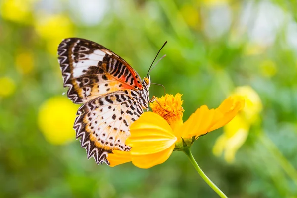 Leopardo lacewing mariposa alimentación en cosmos flor — Foto de Stock