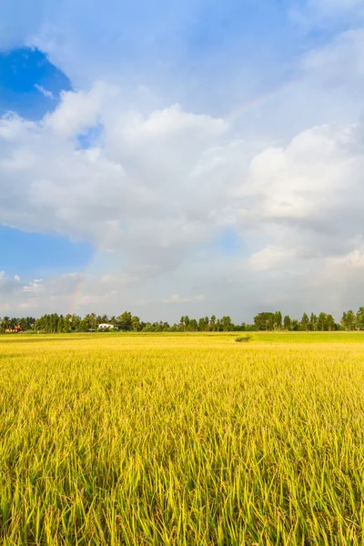 Rijst veld met mooie hemel en regenboog op achtergrond — Stockfoto