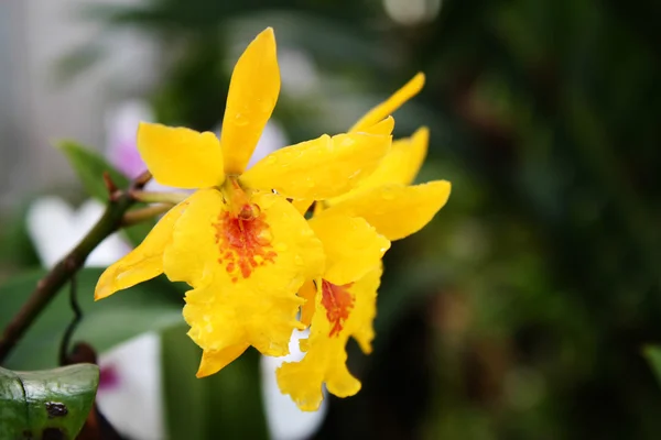 Yellow orchid — Stock Photo, Image