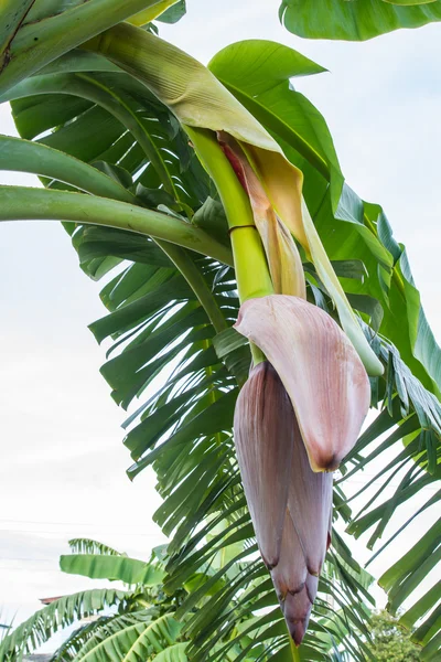 Brote final de un tallo de plátano floreciente — Foto de Stock