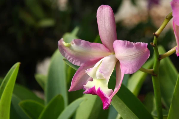 Art af orkide - Stock-foto