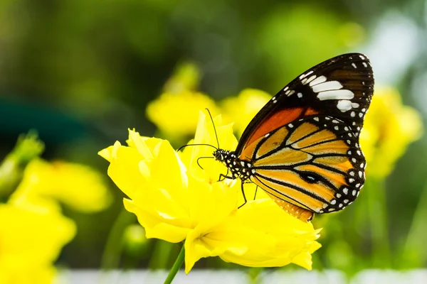 Mariposa monarca en flor de cosmos — Foto de Stock