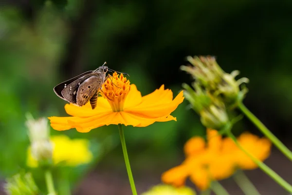 Malý motýl na květině Kosmos — Stock fotografie