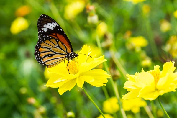 Fluture monarh pe floarea cosmosului — Fotografie, imagine de stoc