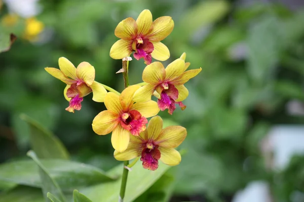 Yellow orchid in the garden — Stock Photo, Image