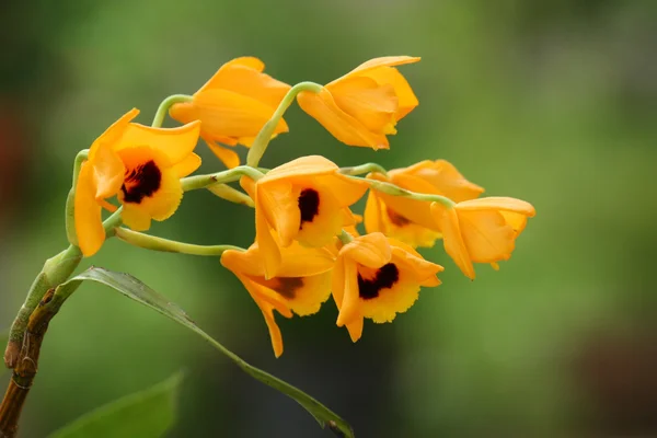 Orchidée jaune dans le jardin — Photo
