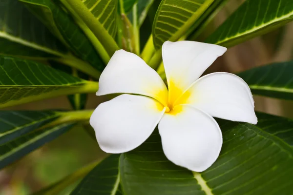 Plumeria flowers — Stock Photo, Image