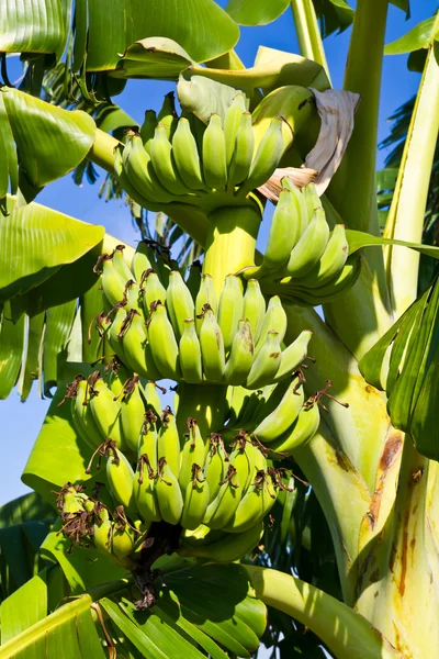 Grono banana na drzewo — Zdjęcie stockowe