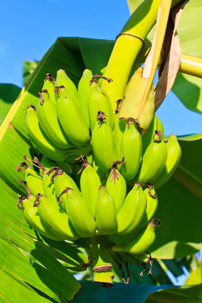 Bunch of banana — Stock Photo, Image
