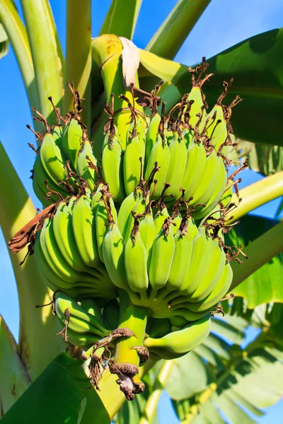Ramo de plátanos o plátanos cultivados — Foto de Stock