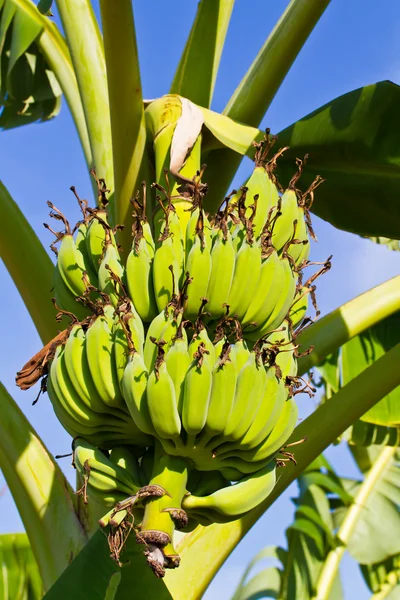 Grono banana na drzewo — Zdjęcie stockowe