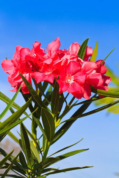 Nerium flores oleandro — Fotografia de Stock