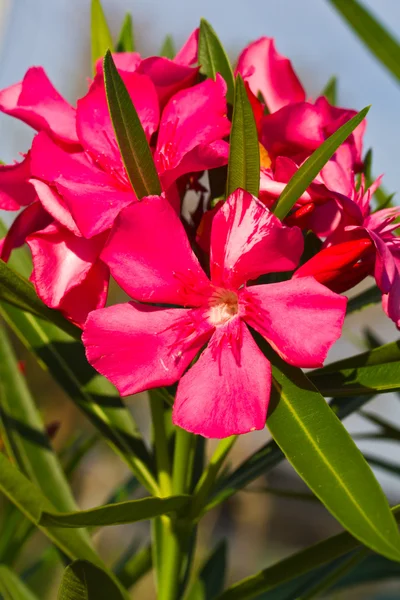 Fiori di oleandro nerio — Foto Stock