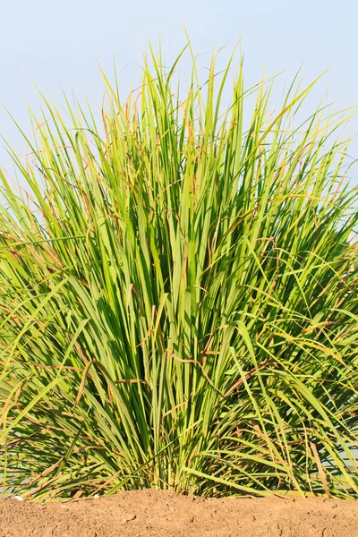 Limon otu