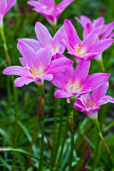 美丽的紫雨百合花 — 图库照片