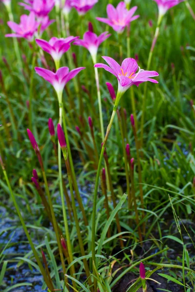 Linda flor de lírio roxo chuva — Fotografia de Stock