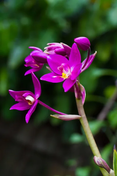 Lila marken orckid eller jord orchid — Stockfoto