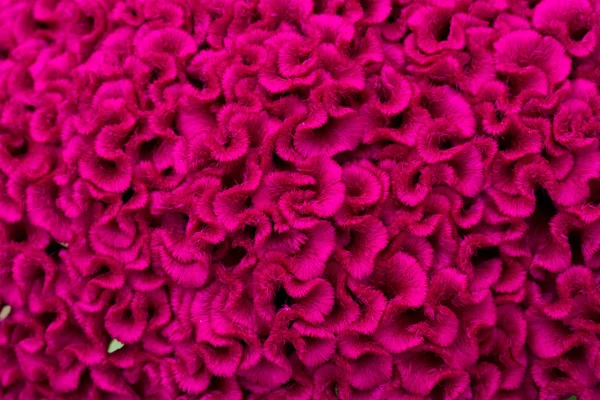 Gepluimde cockscomb bloem — Stockfoto