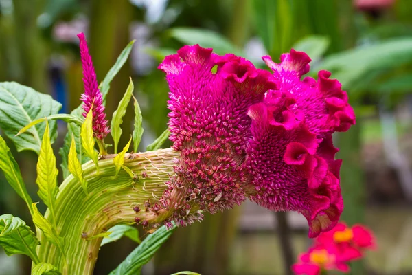 Gepluimde cockscomb bloem — Stockfoto