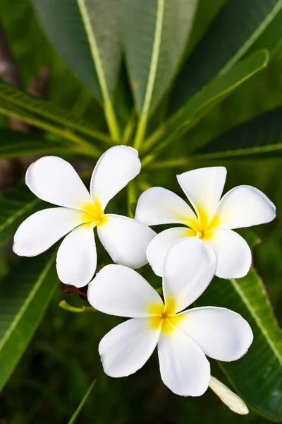 Plumeria flower and leaves on tree — Stock Photo, Image