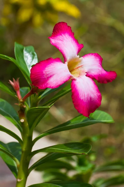 Desert rose blomma — Stockfoto