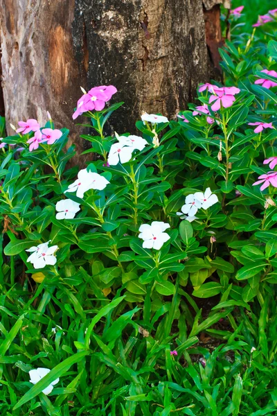 Watercress flowers — Stock Photo, Image