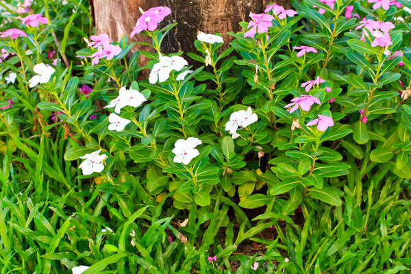 цветы водяные